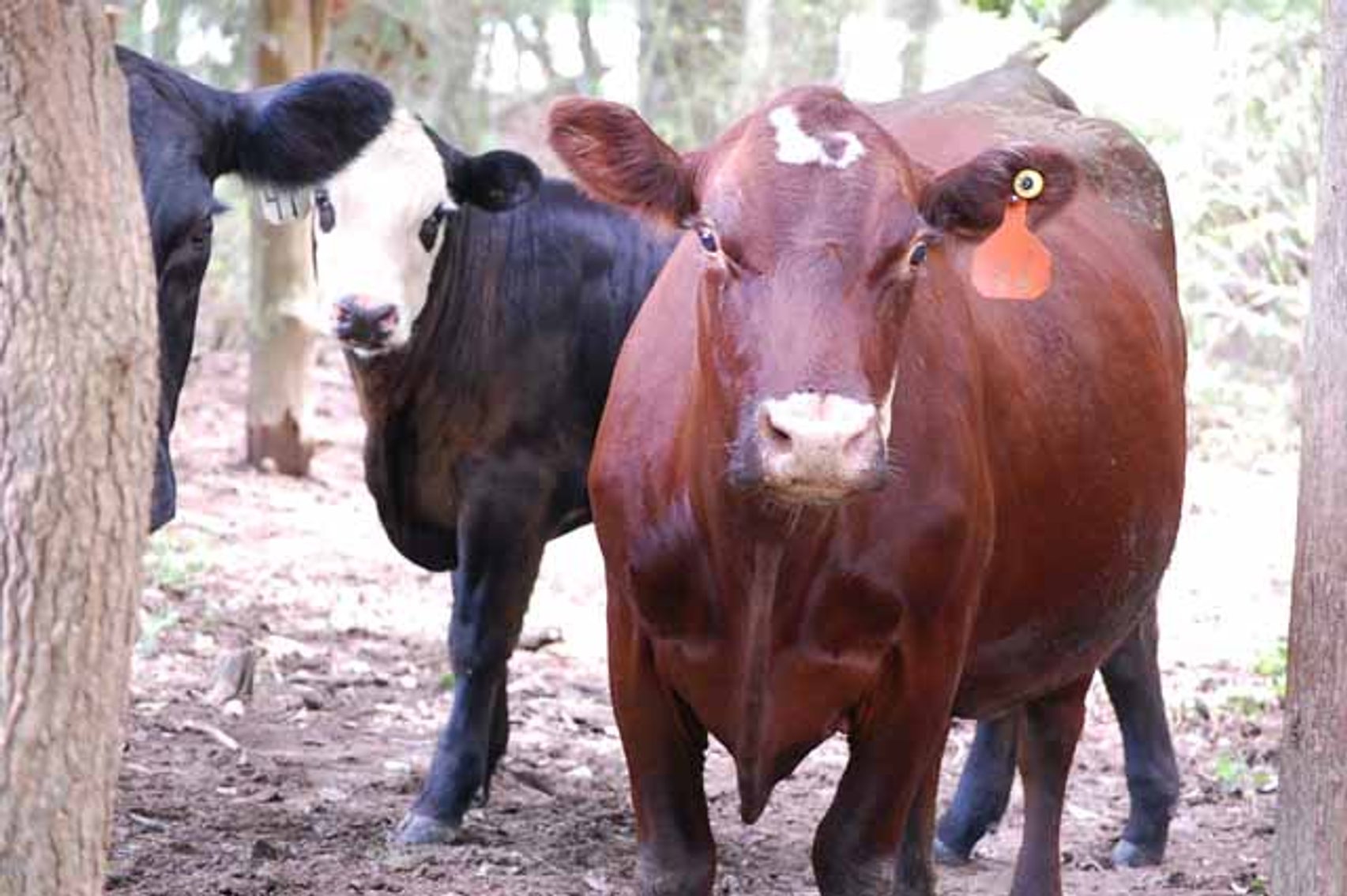 Image for Cattle Auction - October 12