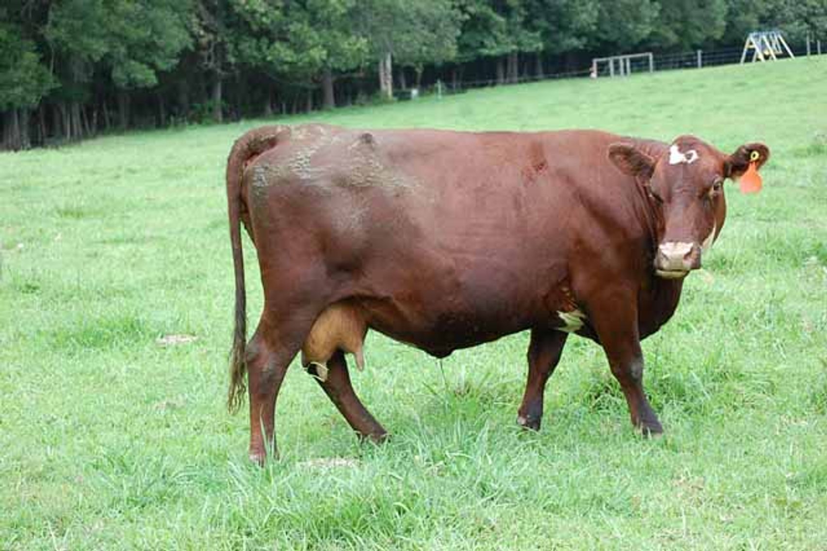 Image for Cattle Auction - October 12