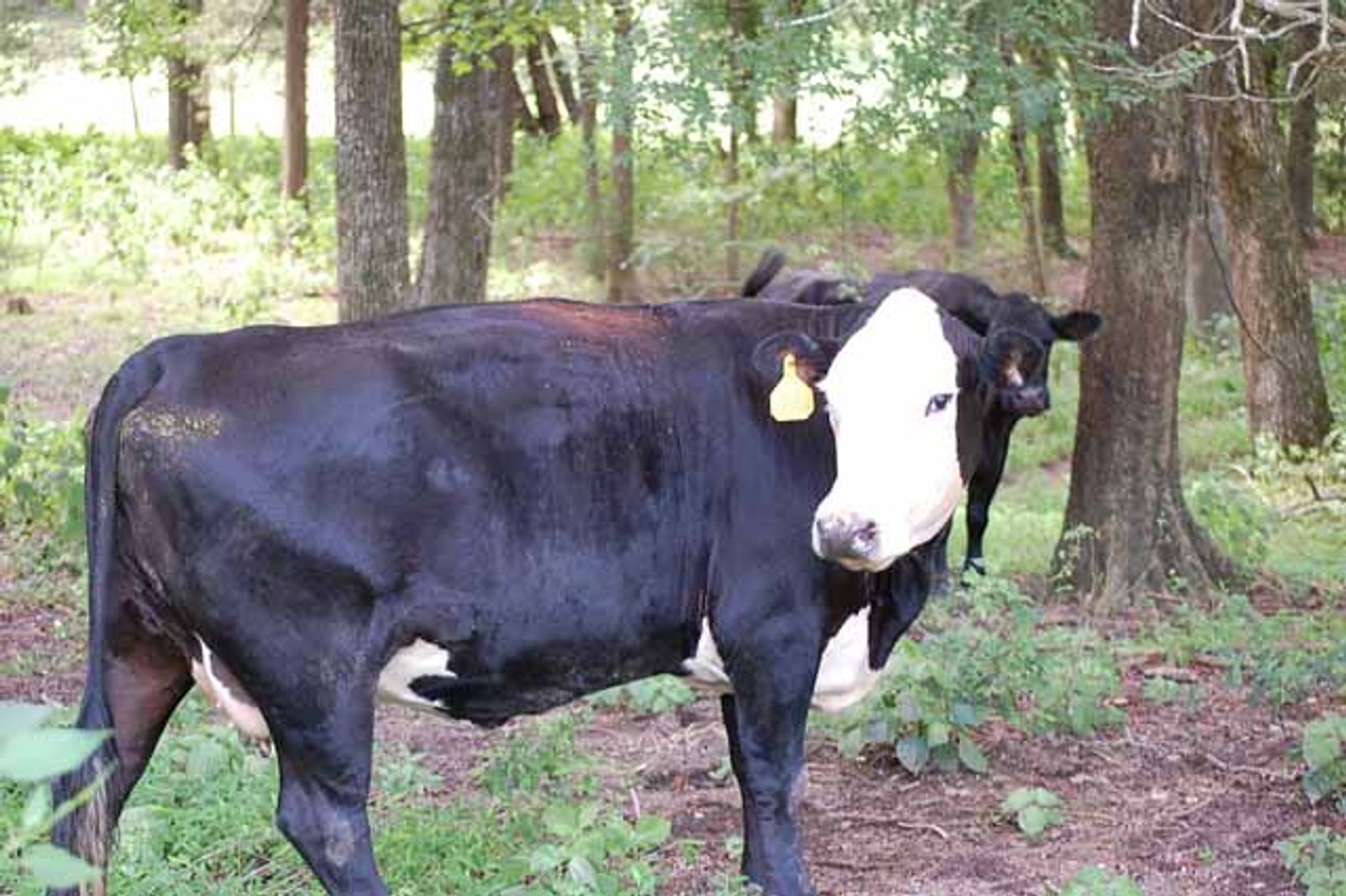 Image for Cattle Auction - October 12