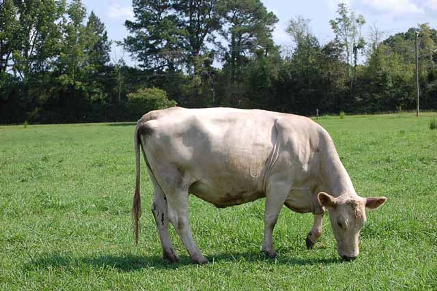 Image for Cattle Auction - October 12