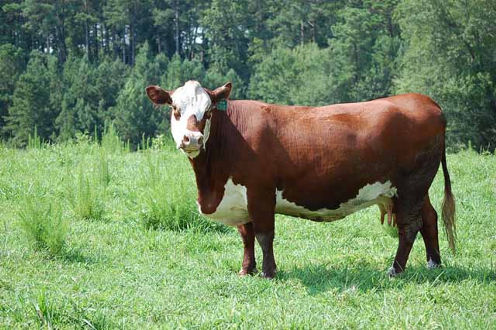 Image for Cattle Auction - October 12