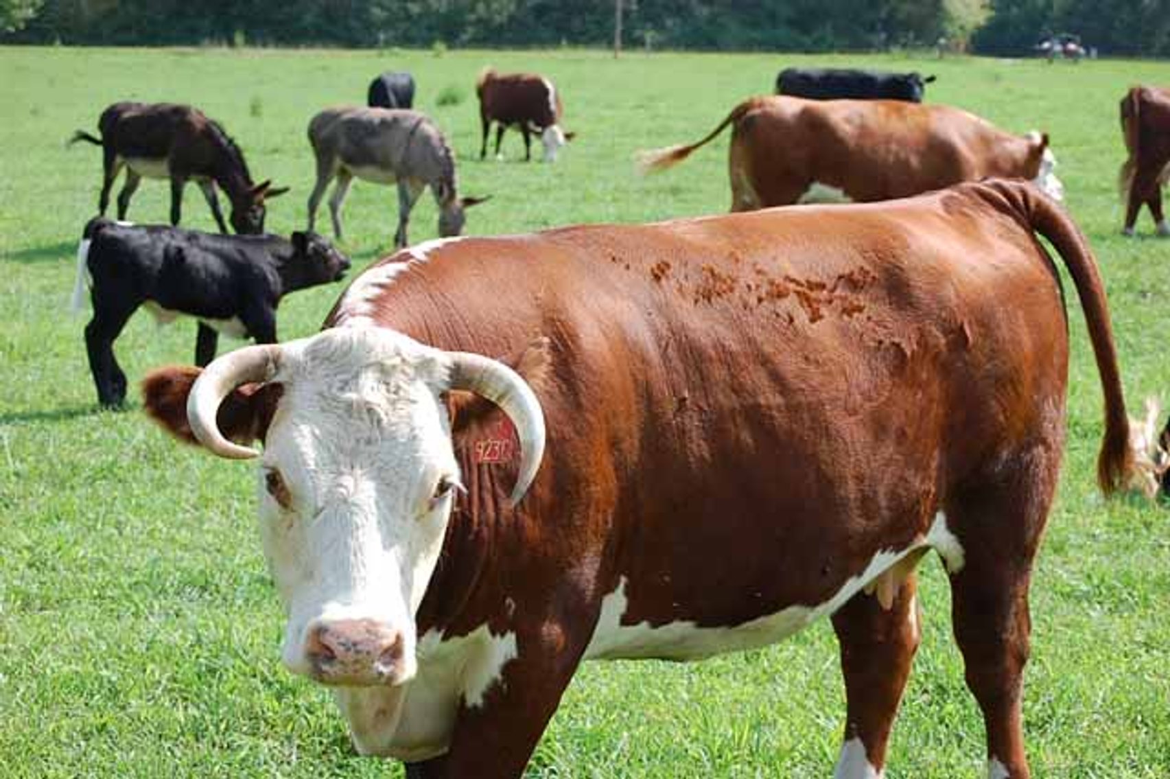 Image for Cattle Auction - October 12