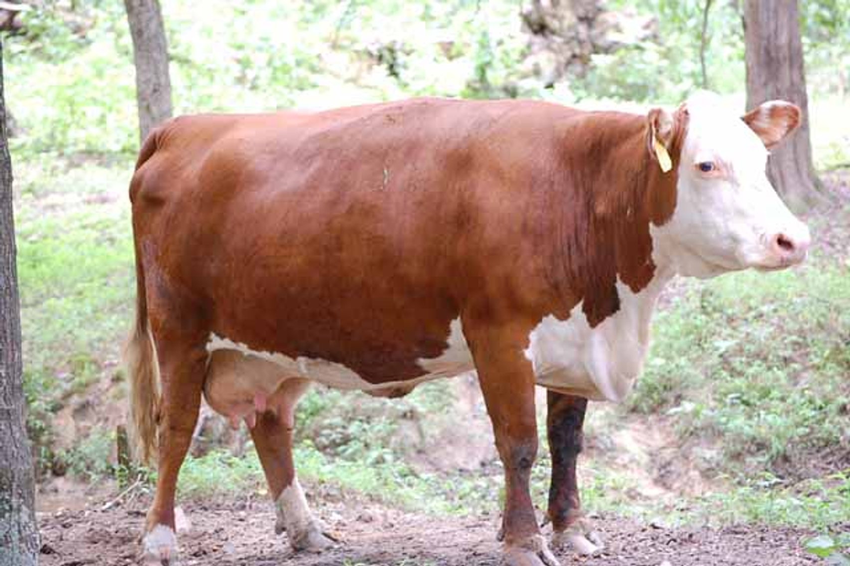 Image for Cattle Auction - October 12