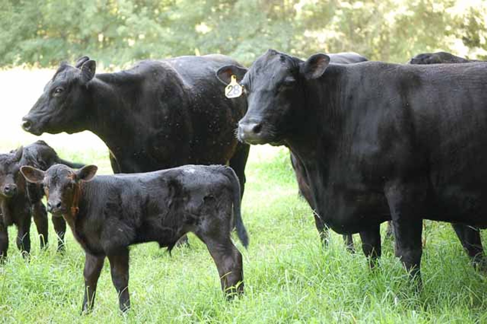 Image for Cattle Auction - October 12