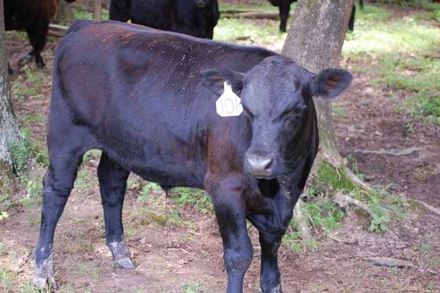 Image for Cattle Auction - October 12