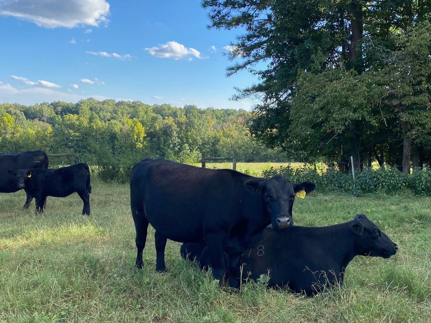 Image for Cattle Auction - October 12