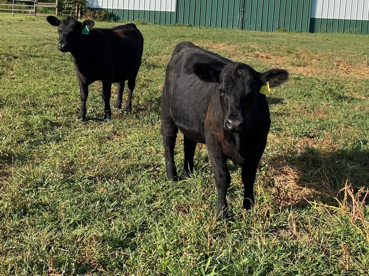 Image for Cattle Auction - October 12