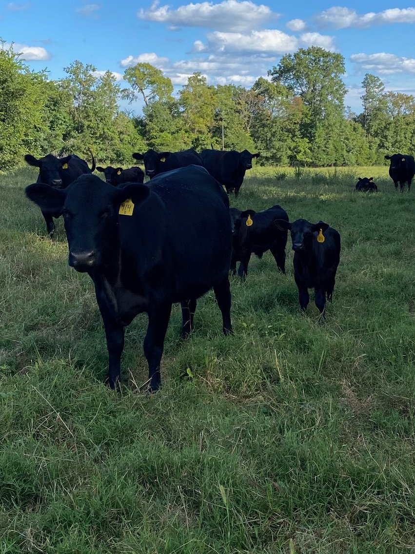 Image for Cattle Auction - October 12