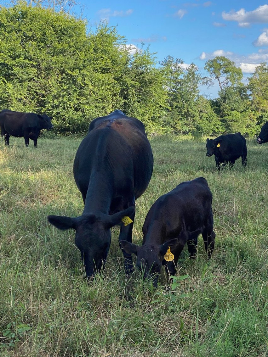 Image for Cattle Auction - October 12