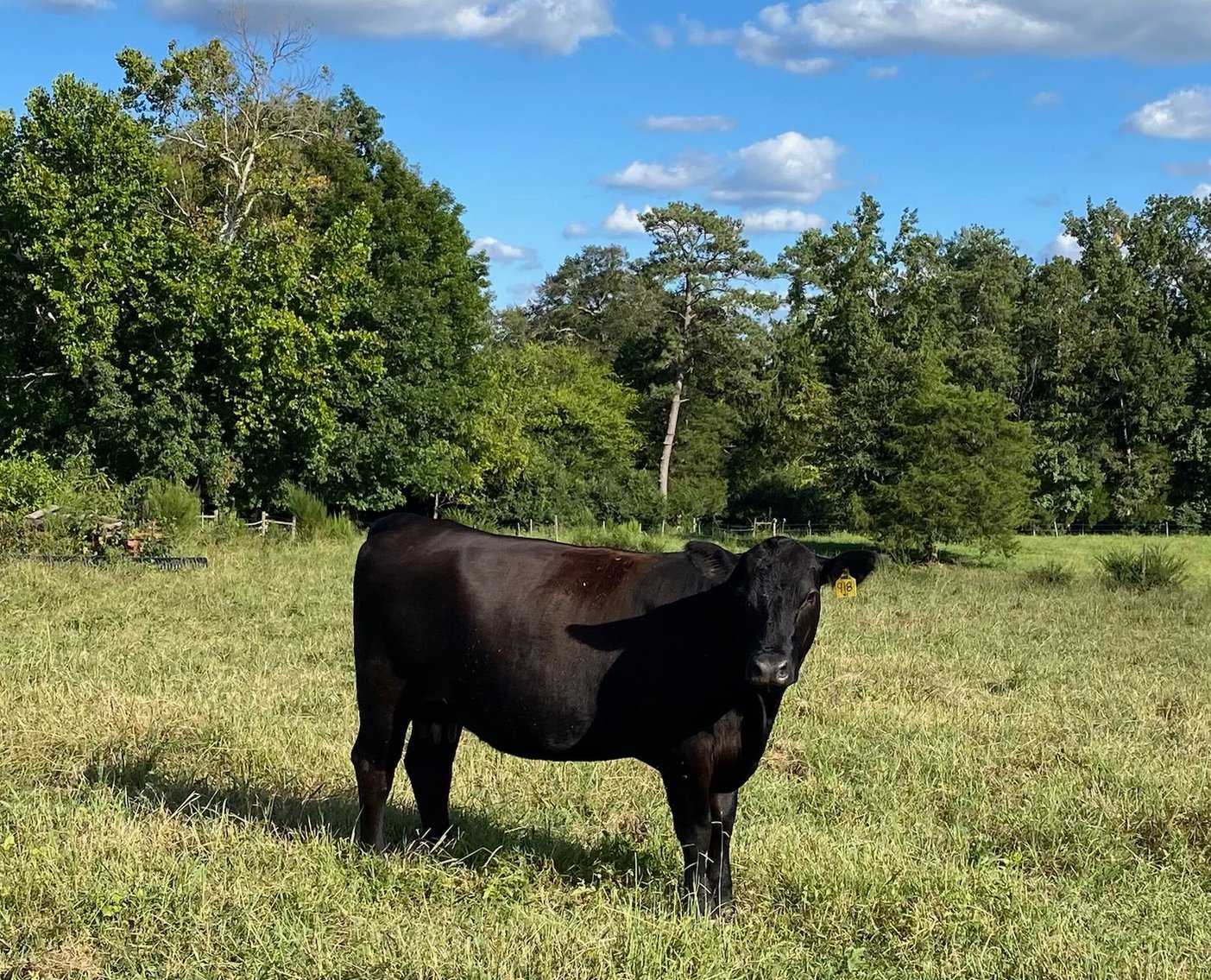 Image for Cattle Auction - October 12