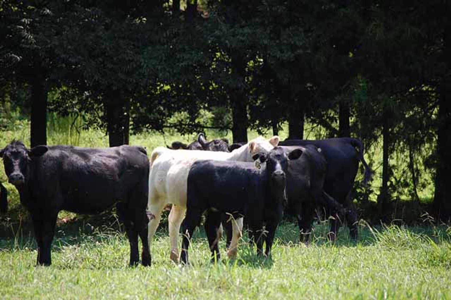 Image for Cattle Auction - October 12