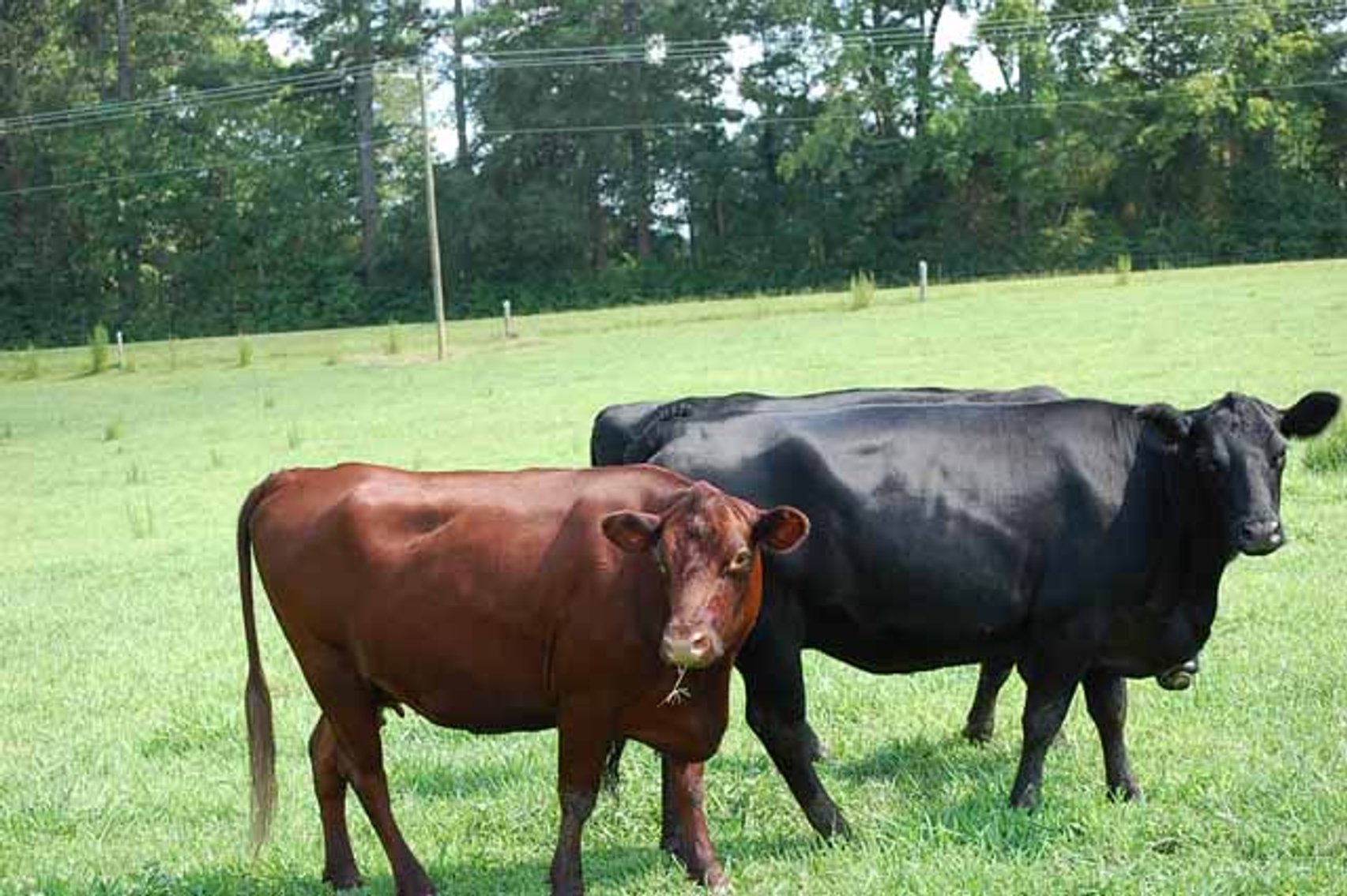 Image for Cattle Auction - October 12