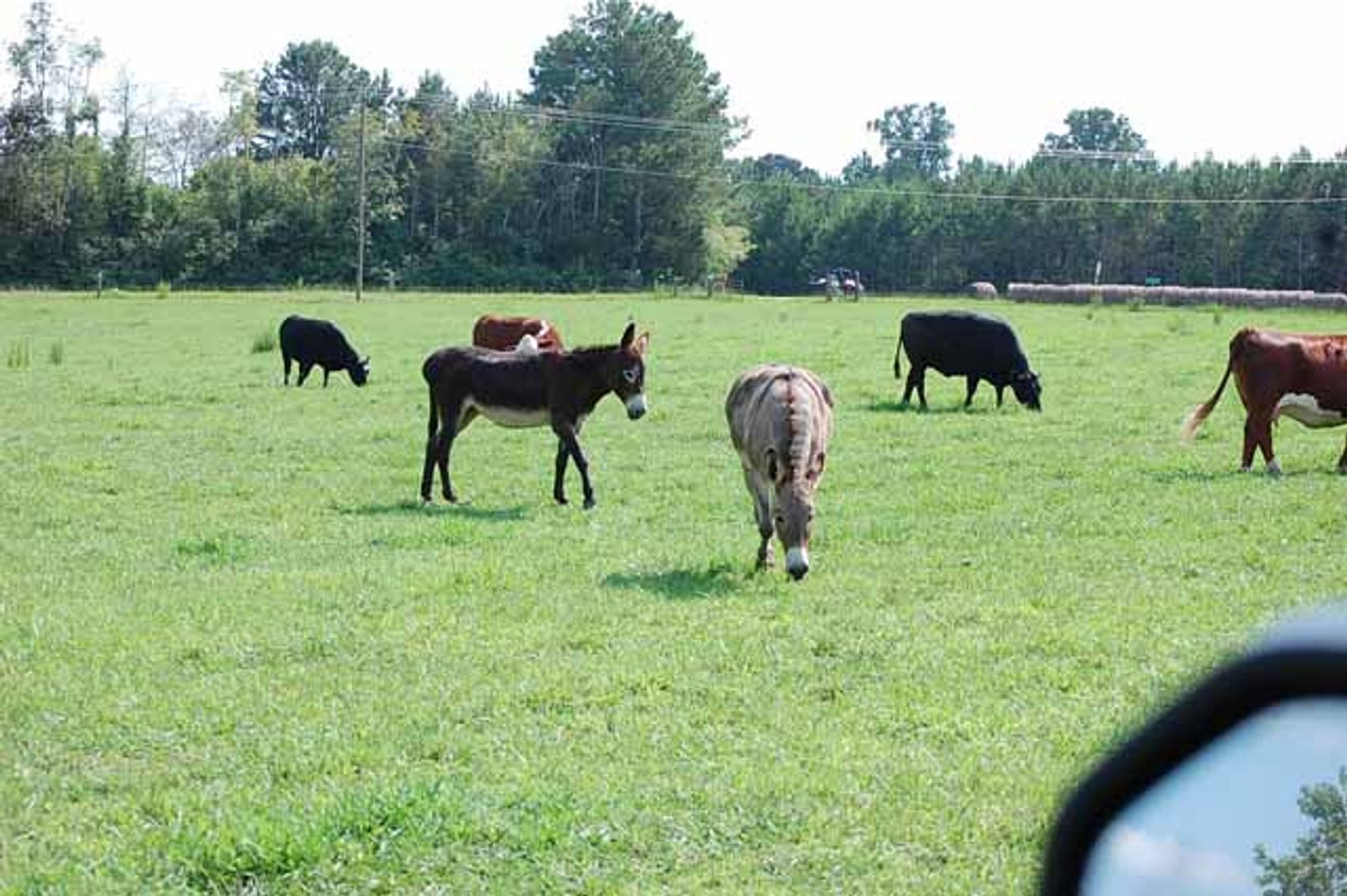 Image for Cattle Auction - October 12