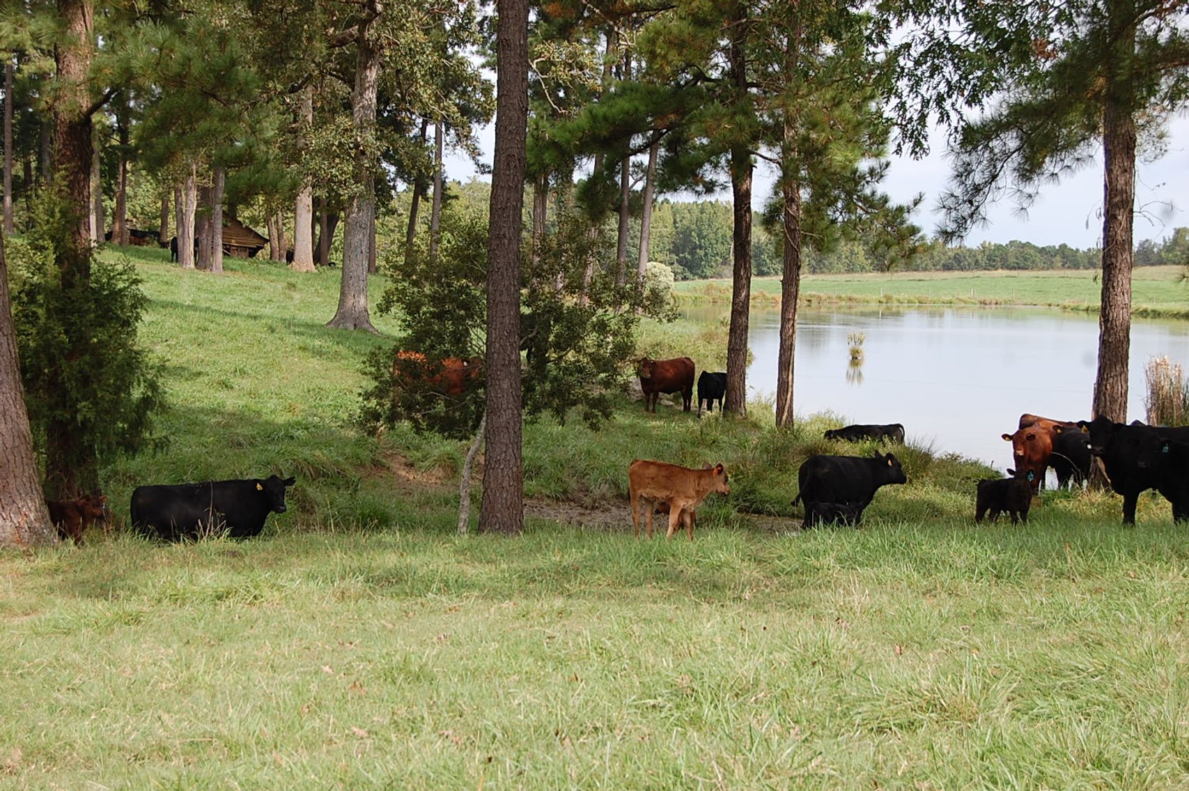 Image for E.B. & Shane Harris 23rd Annual Influence Commercial Female & Bull Sale