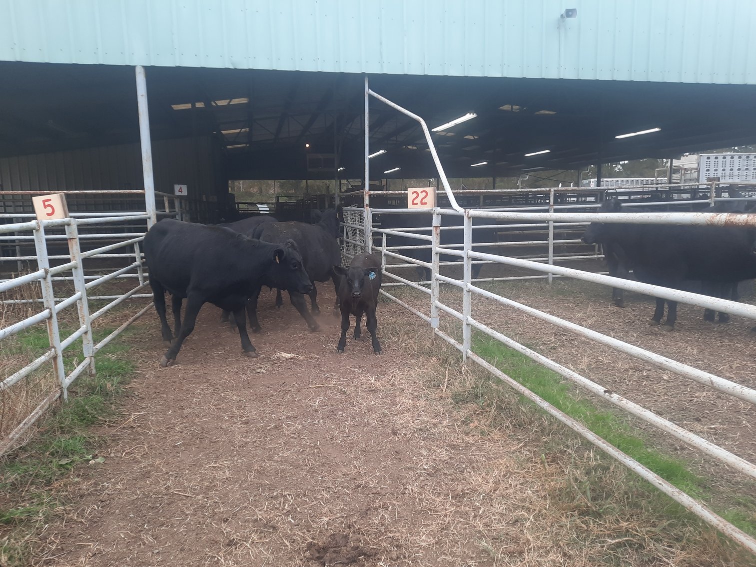 Image for E.B. & Shane Harris 23rd Annual Influence Commercial Female & Bull Sale