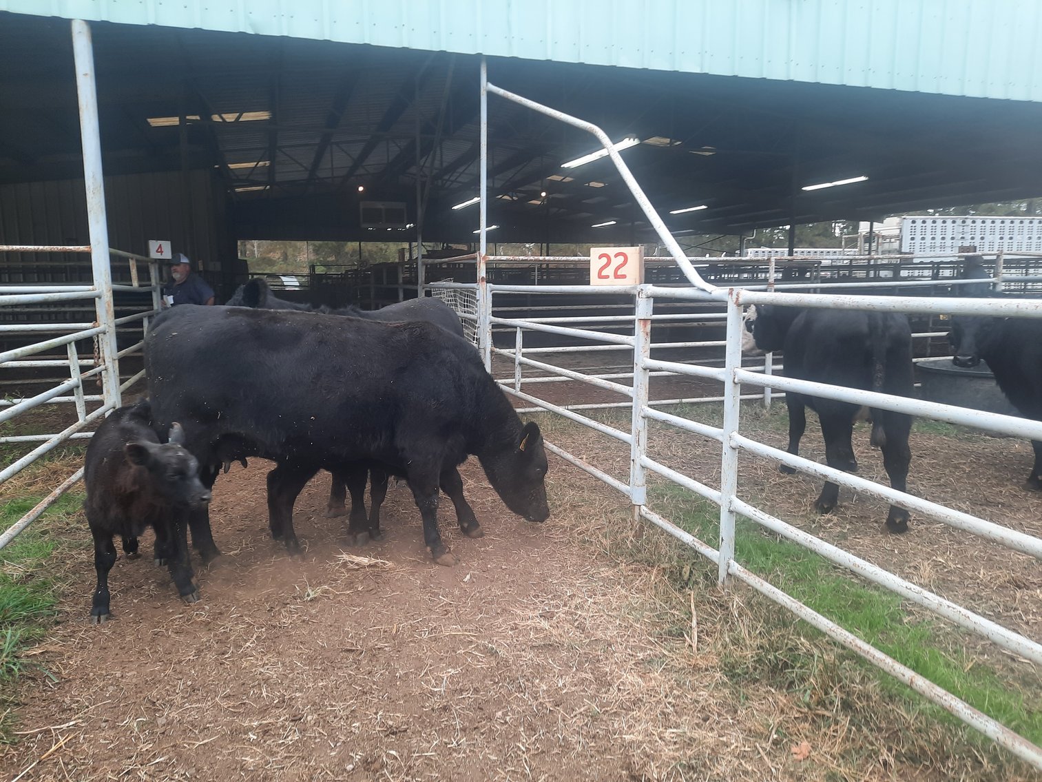 Image for E.B. & Shane Harris 23rd Annual Influence Commercial Female & Bull Sale