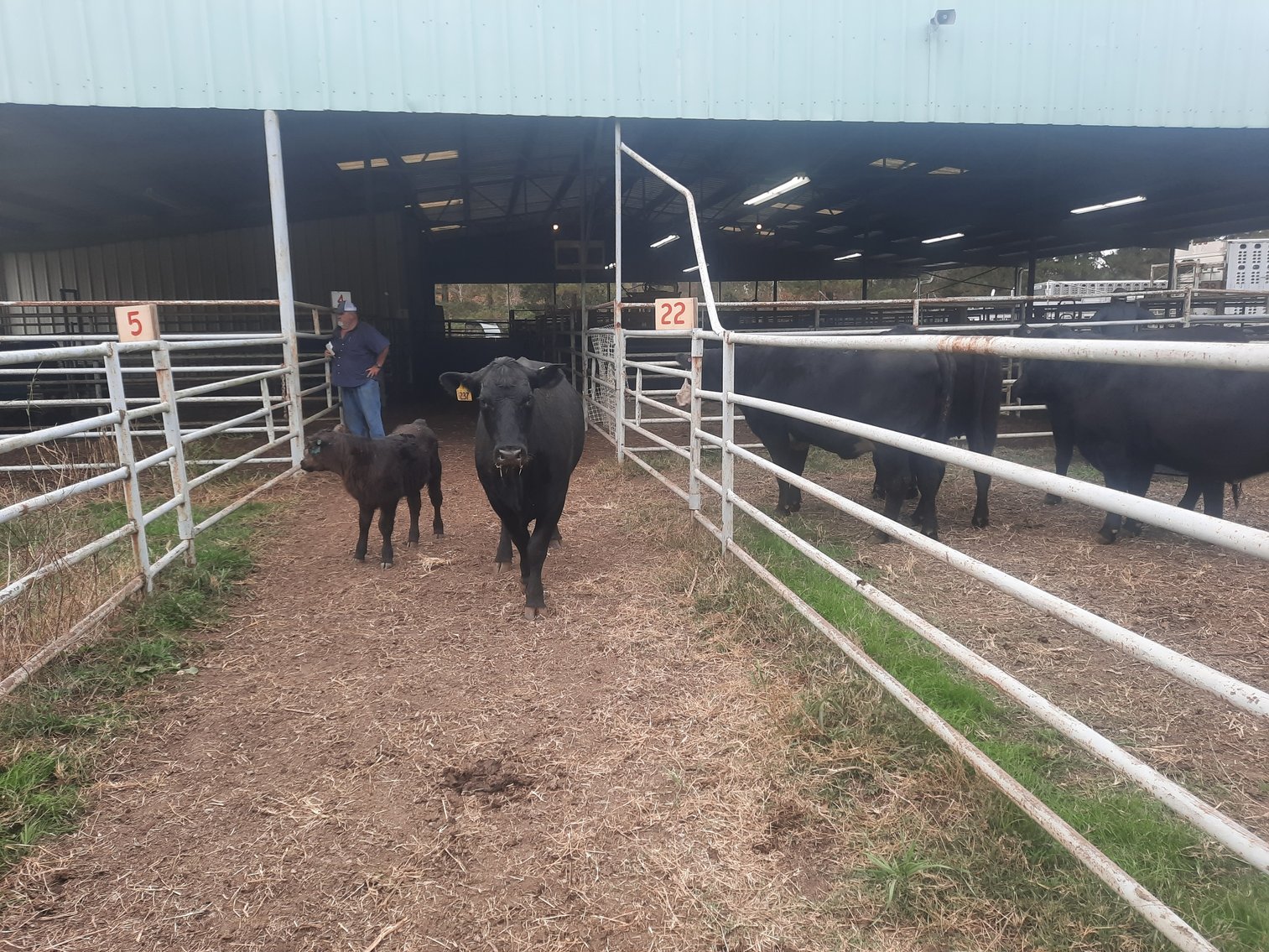 Image for E.B. & Shane Harris 23rd Annual Influence Commercial Female & Bull Sale