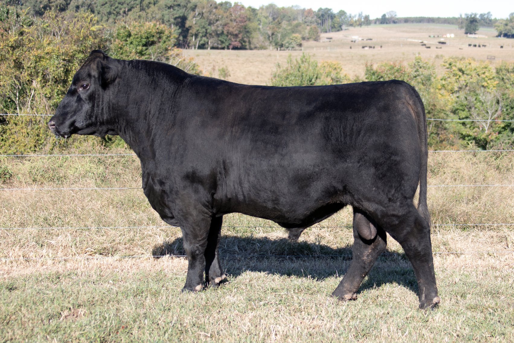 Image for Springfield Angus Bull Sale