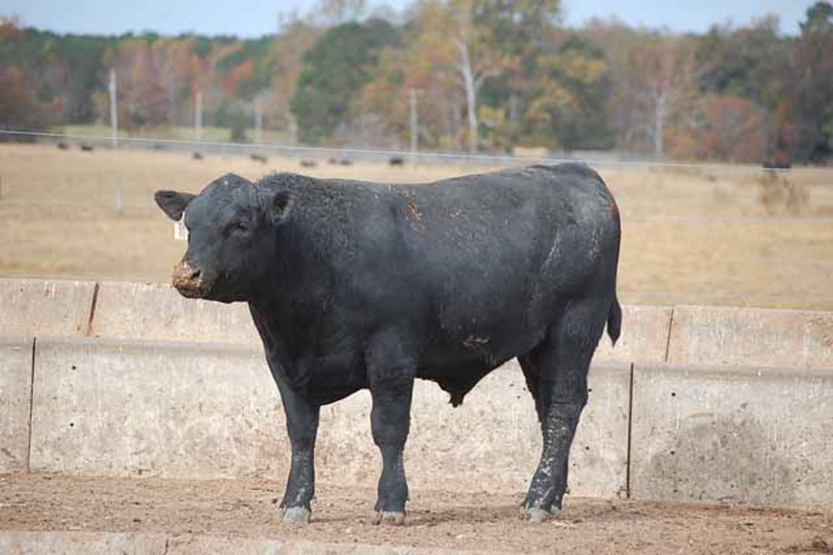Image for Springfield Angus Bull Sale