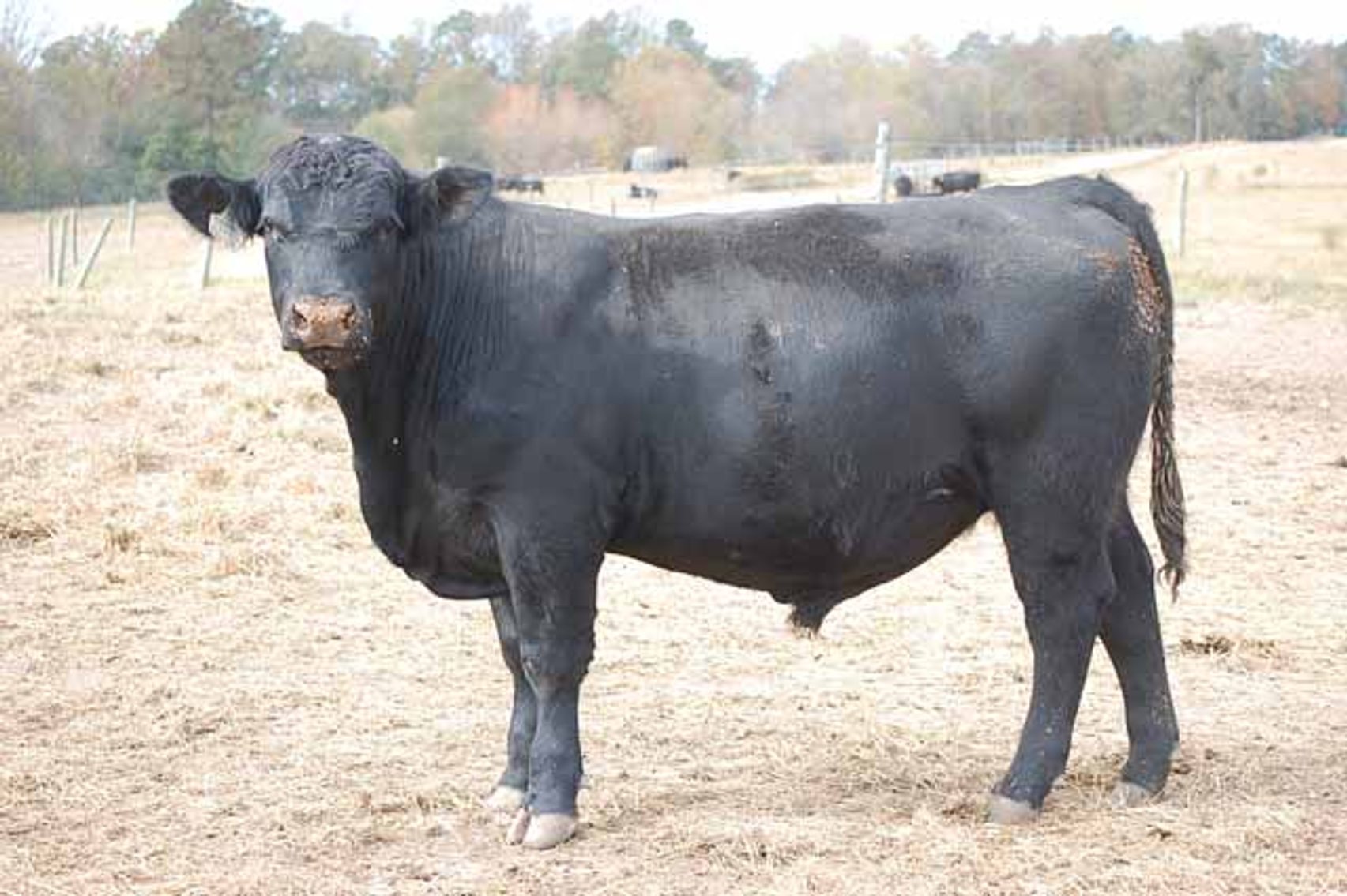 Image for Springfield Angus Bull Sale