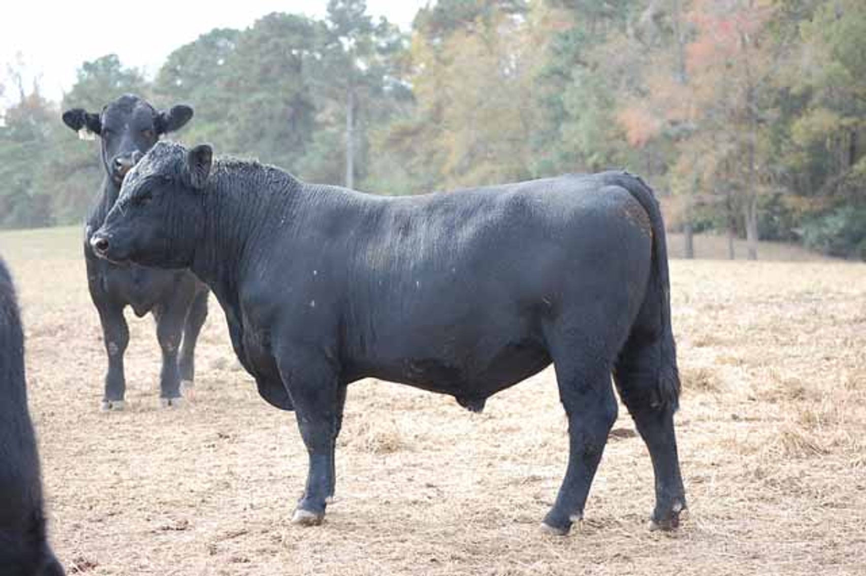 Image for Springfield Angus Bull Sale