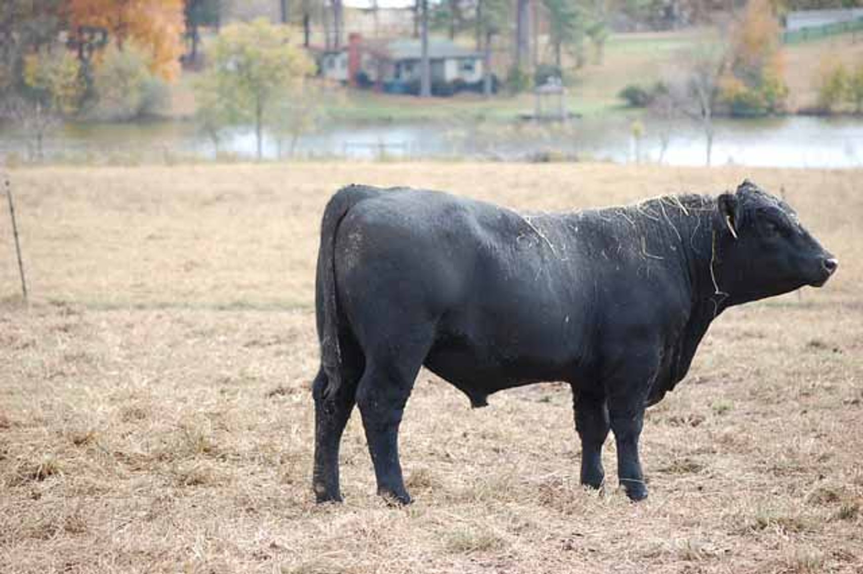 Image for Springfield Angus Bull Sale