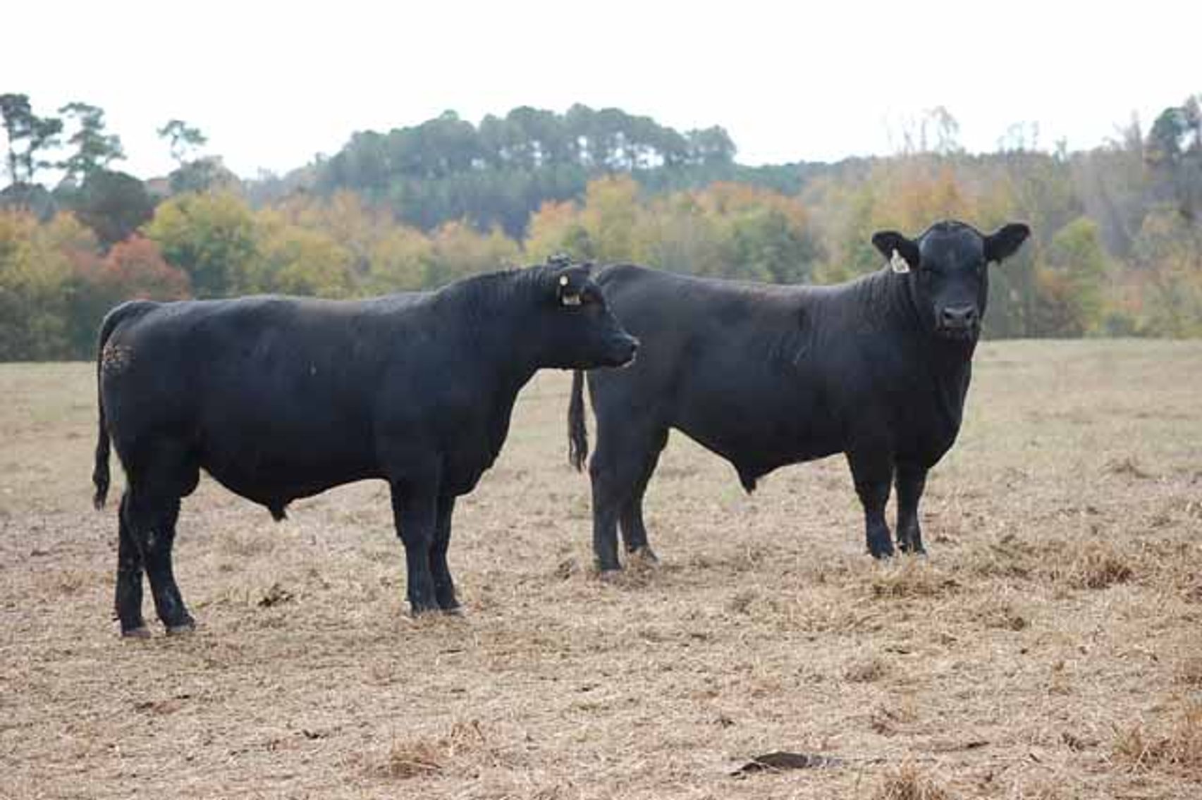 Image for Springfield Angus Bull Sale