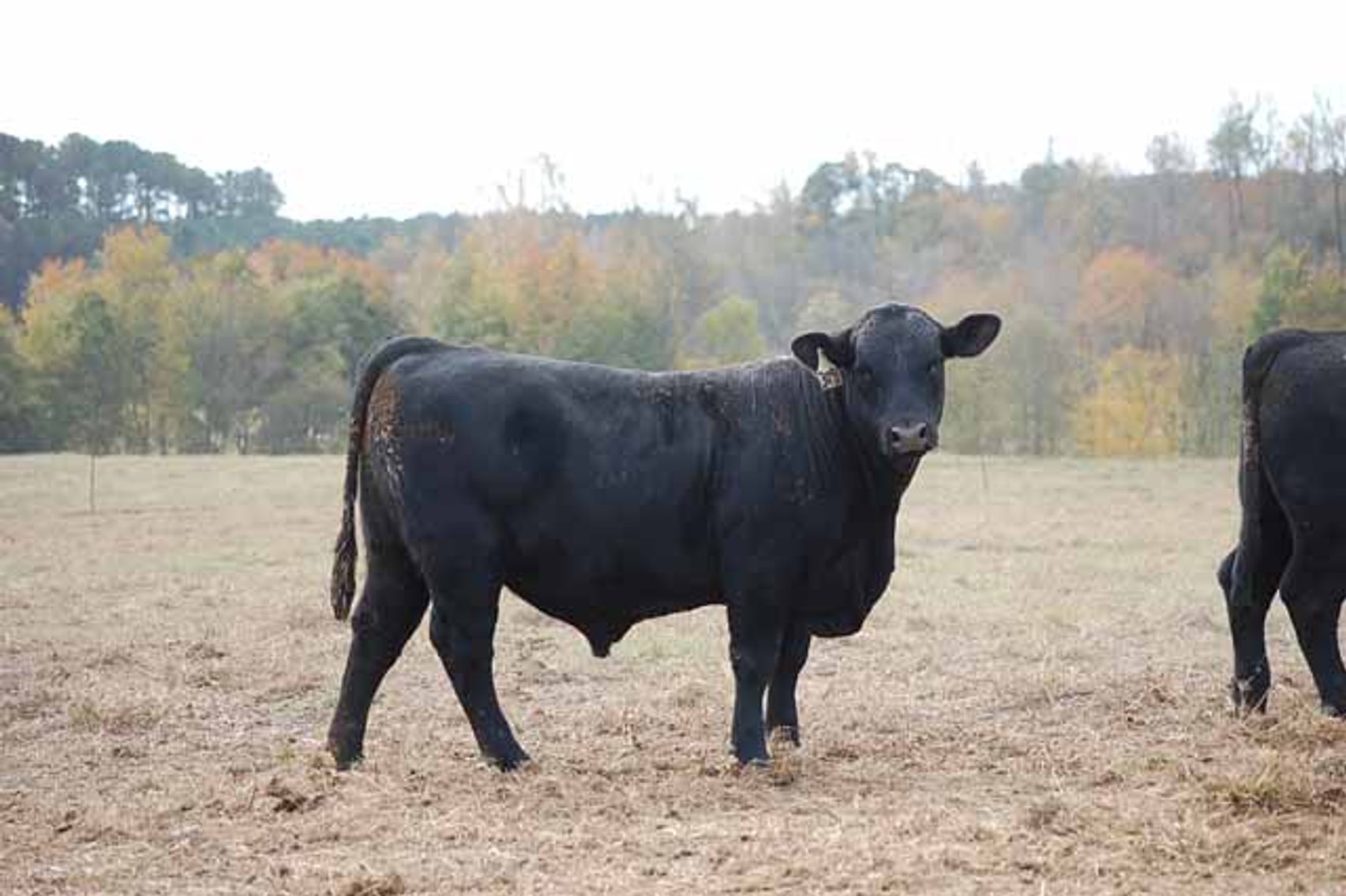 Image for Springfield Angus Bull Sale