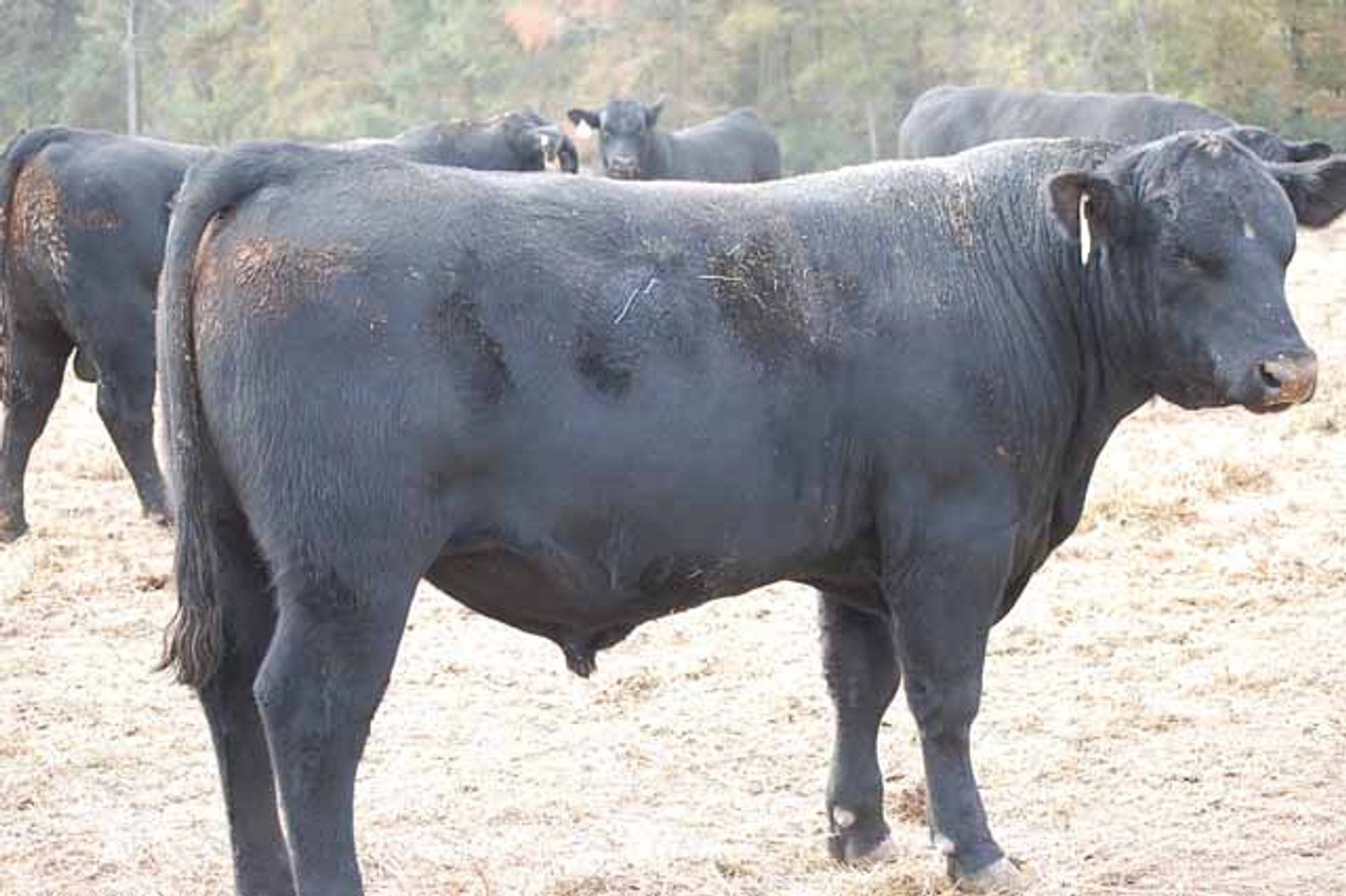 Image for Springfield Angus Bull Sale