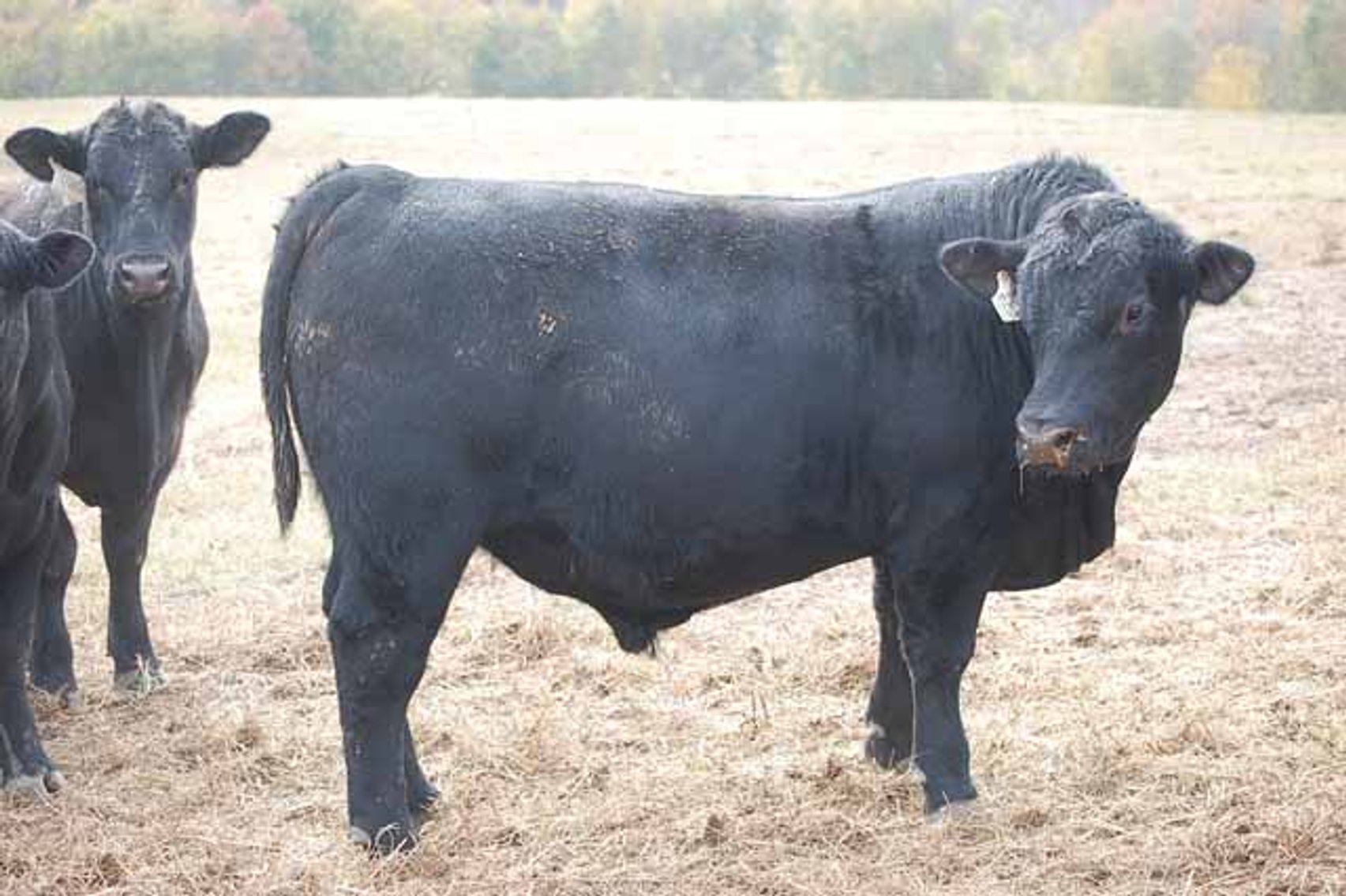 Image for Springfield Angus Bull Sale