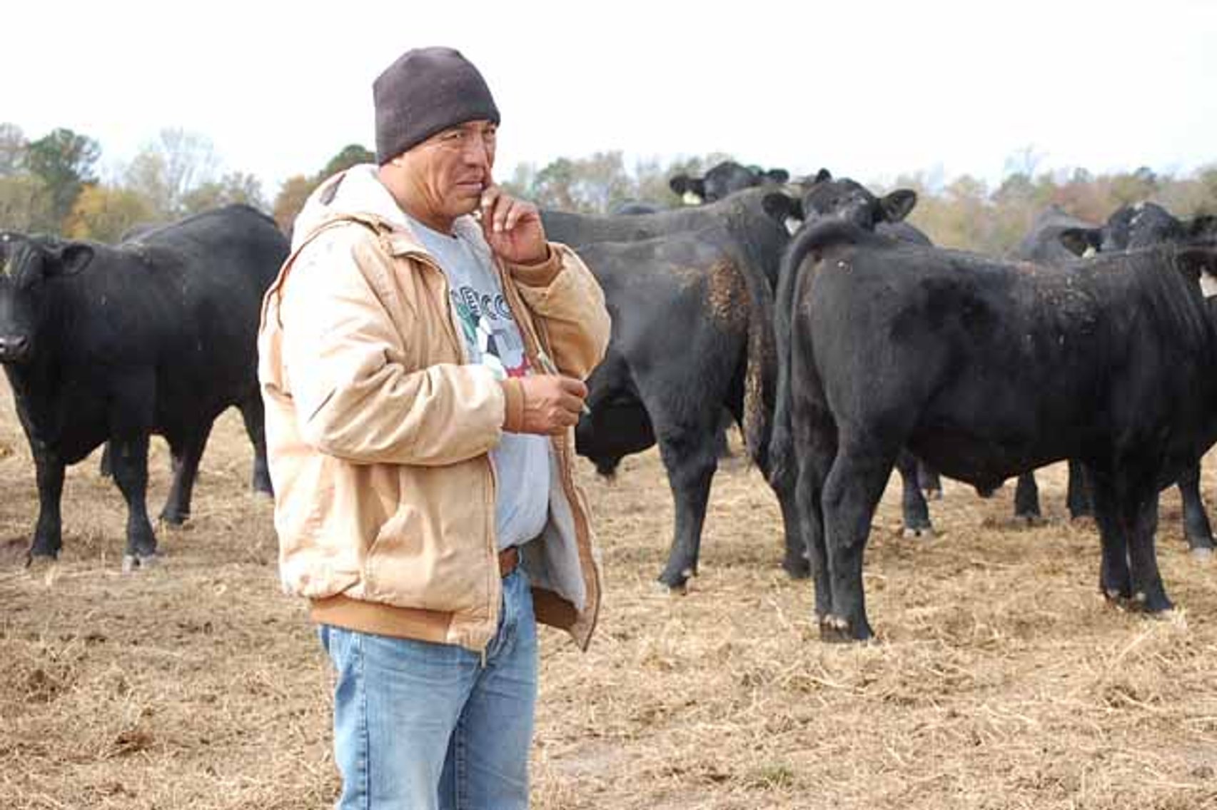 Image for Springfield Angus Bull Sale