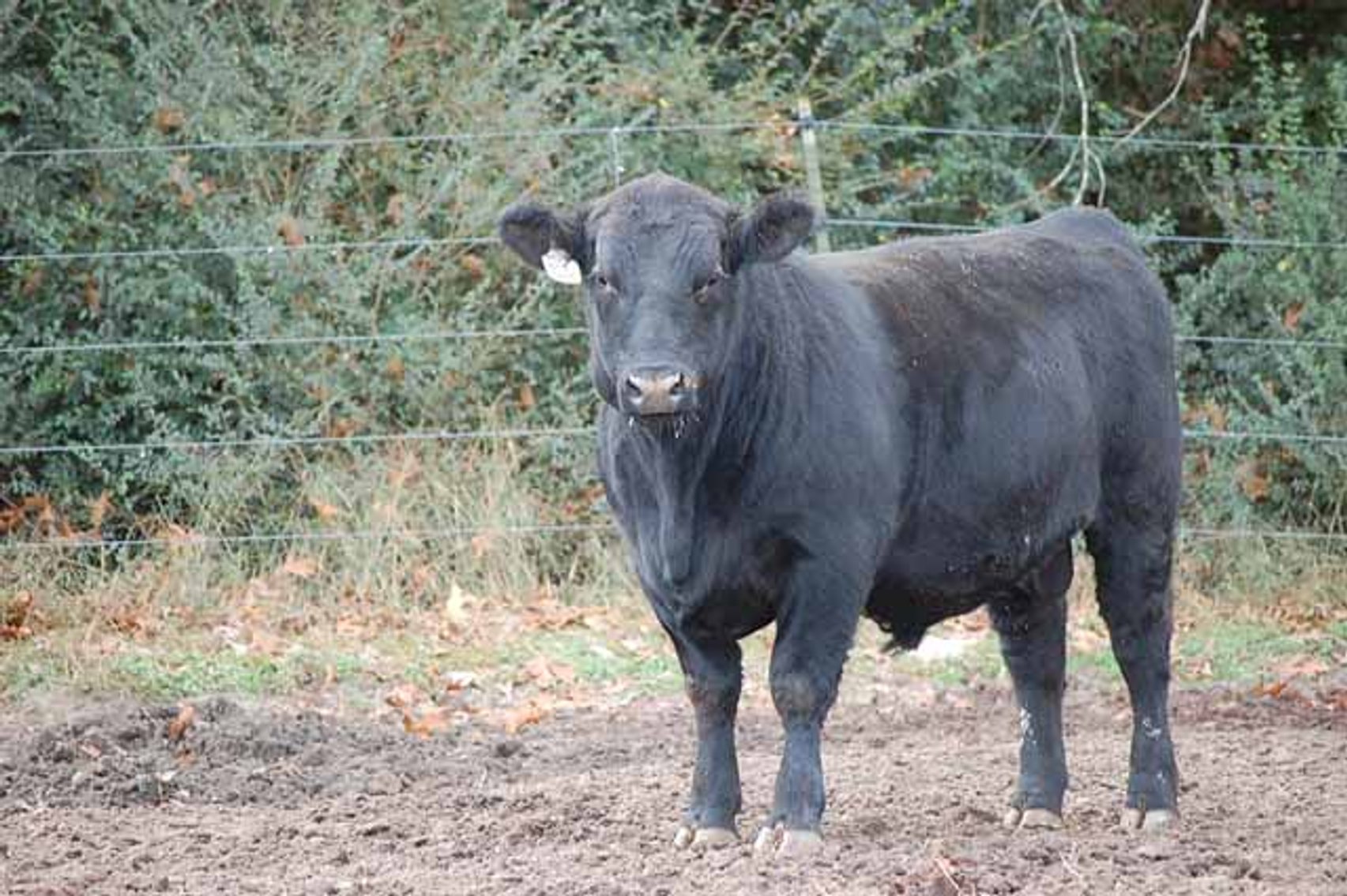 Image for Springfield Angus Bull Sale