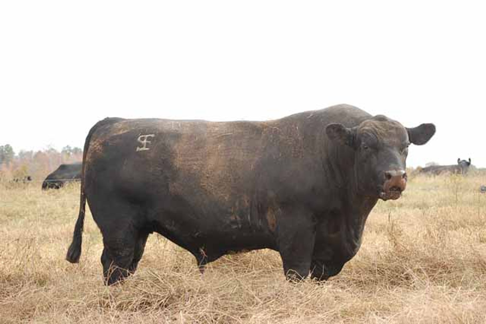 Image for Springfield Angus Bull Sale