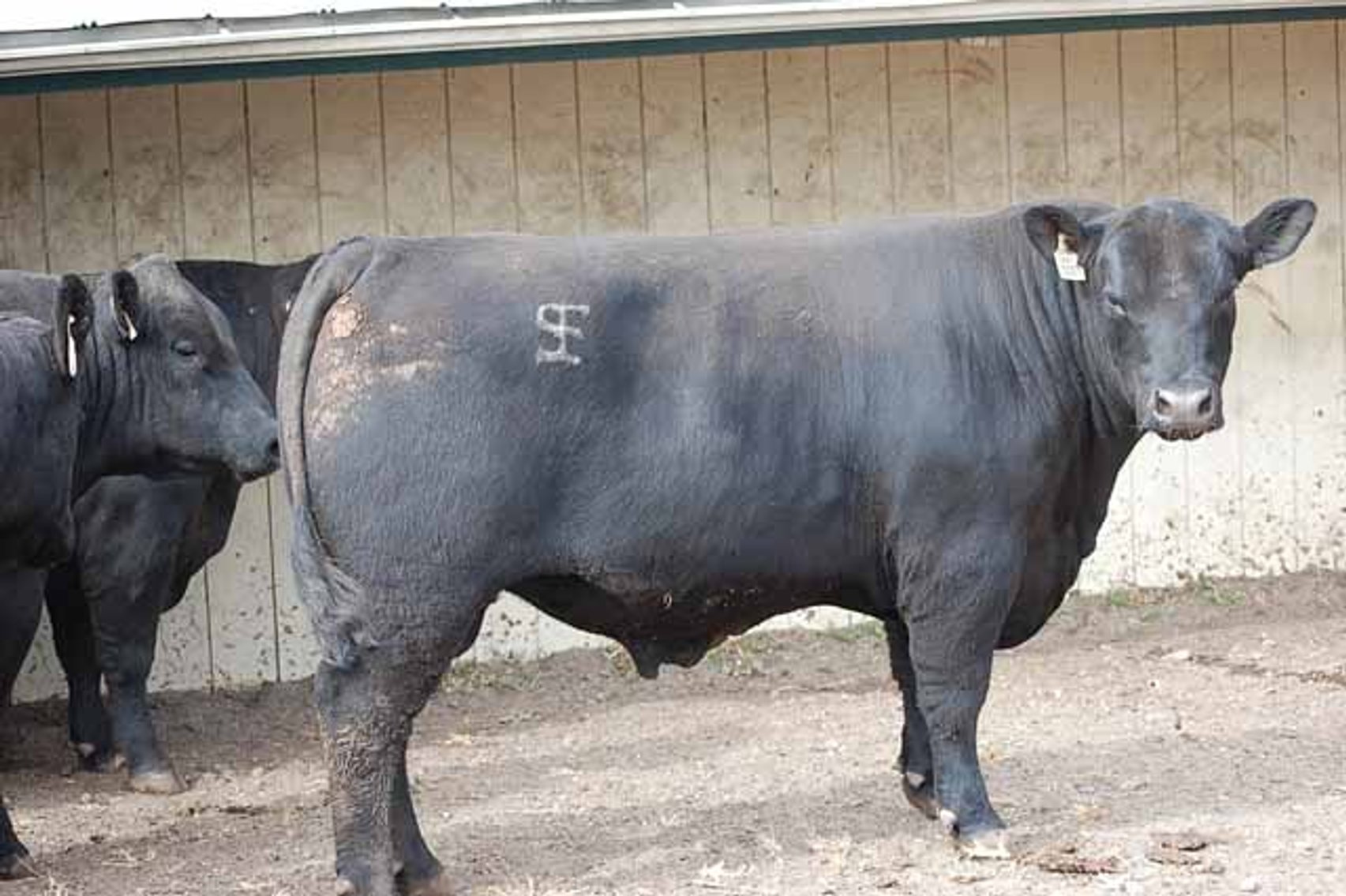 Image for Springfield Angus Bull Sale