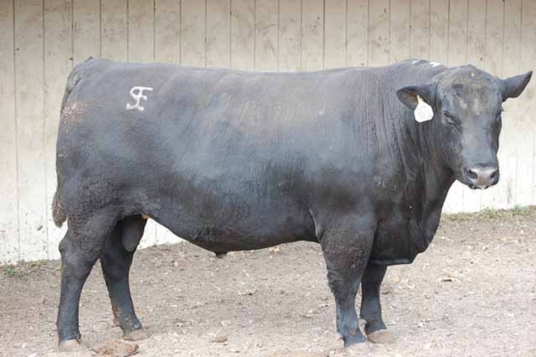 Image for Springfield Angus Bull Sale