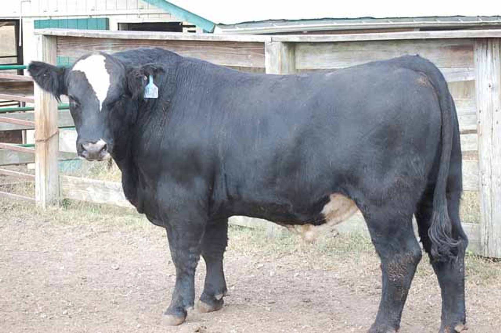 Image for Springfield Angus Bull Sale