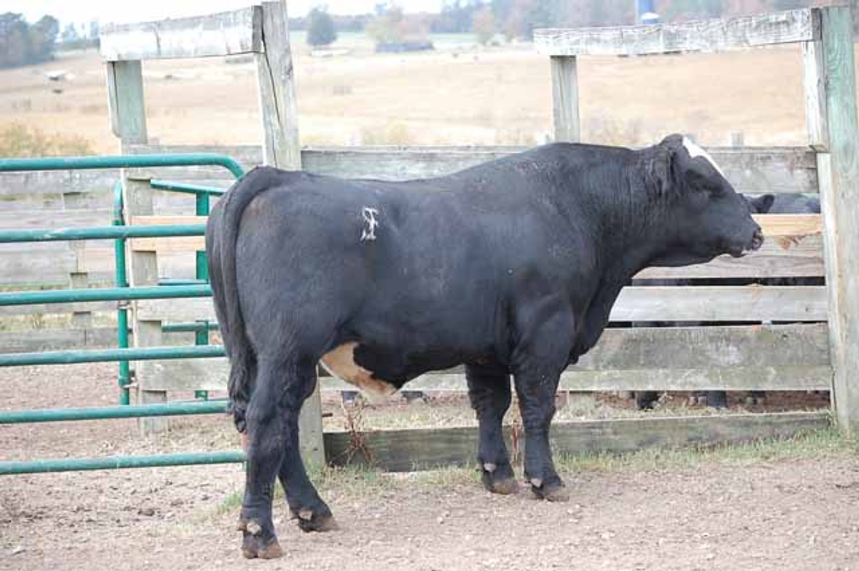Image for Springfield Angus Bull Sale