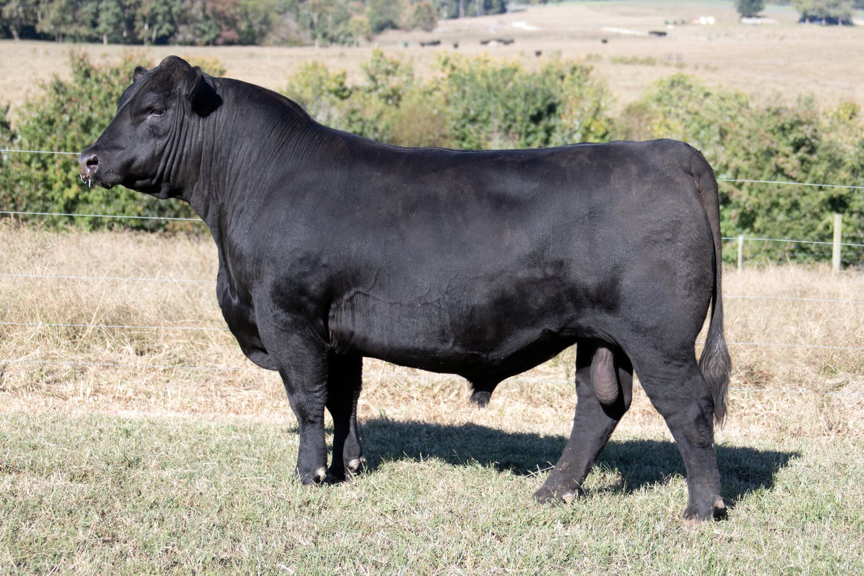 Image for Springfield Angus Bull Sale