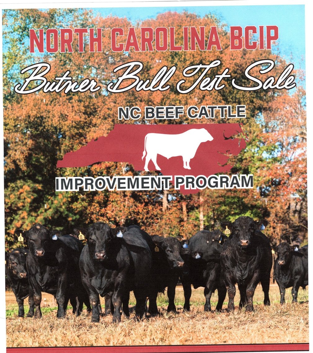 Image for NC BCIP Butner Bull Sale