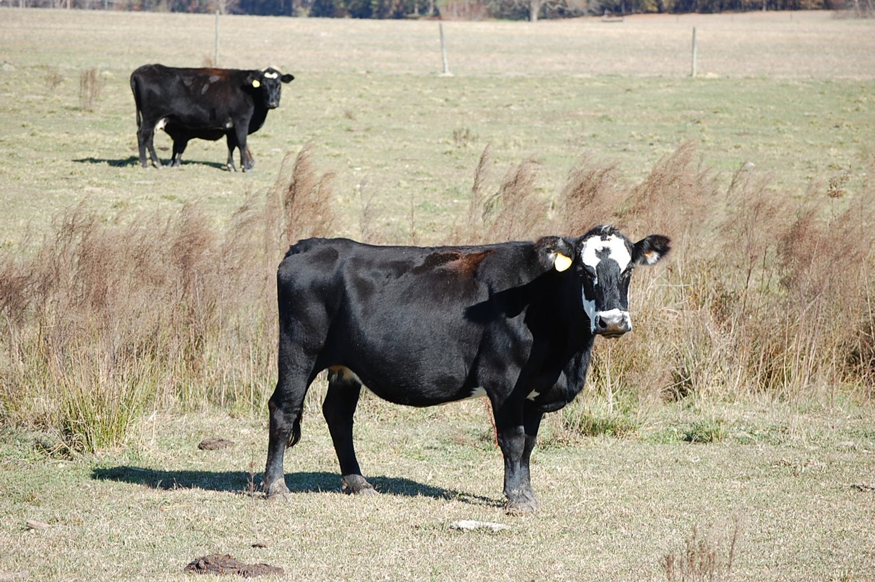Image for Cattle Auction - Jan. 4 2025
