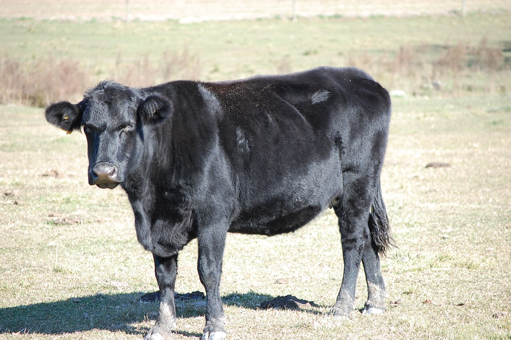 Image for Cattle Auction - Jan. 4 2025