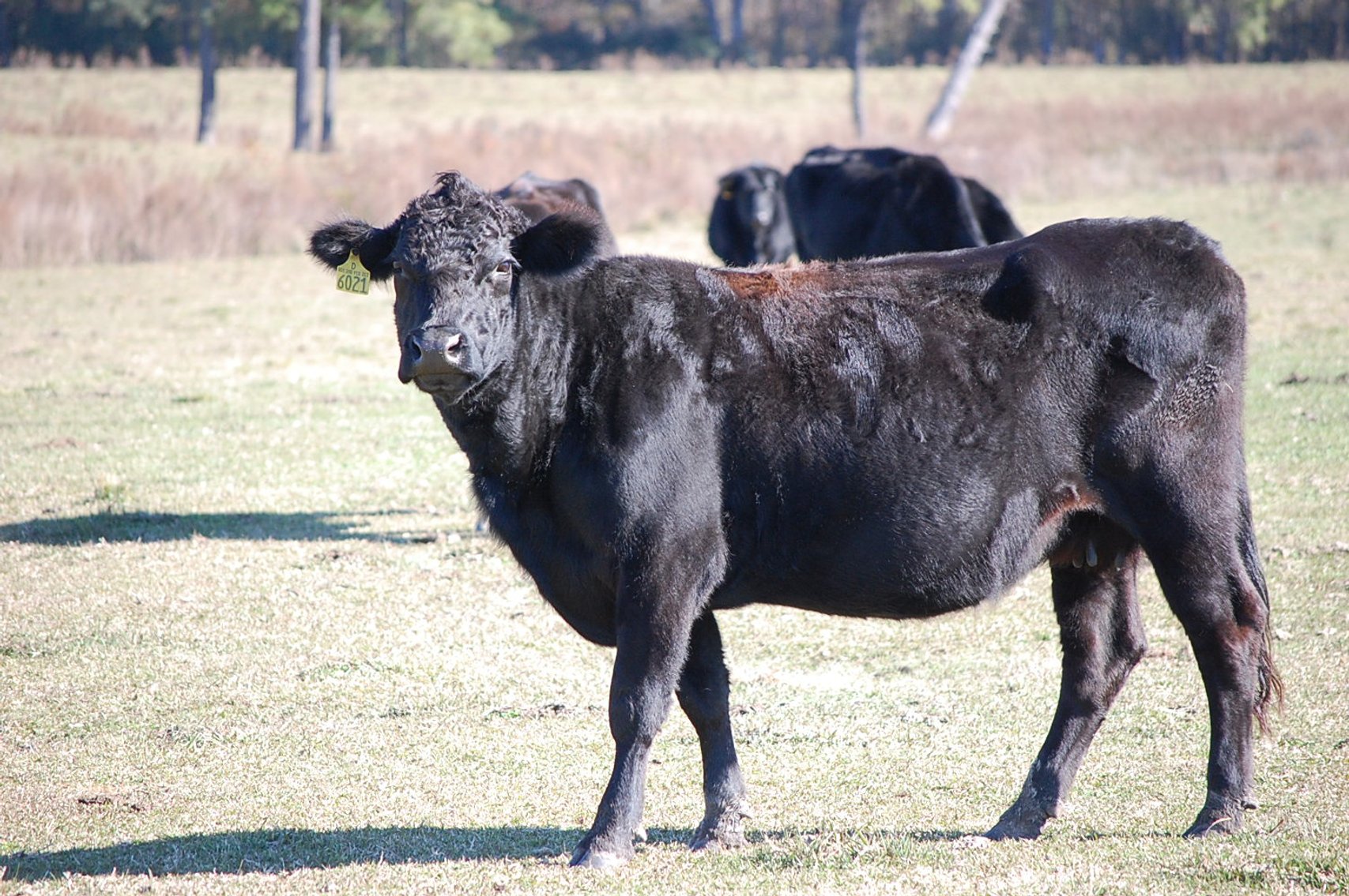 Image for Cattle Auction - Jan. 4 2025