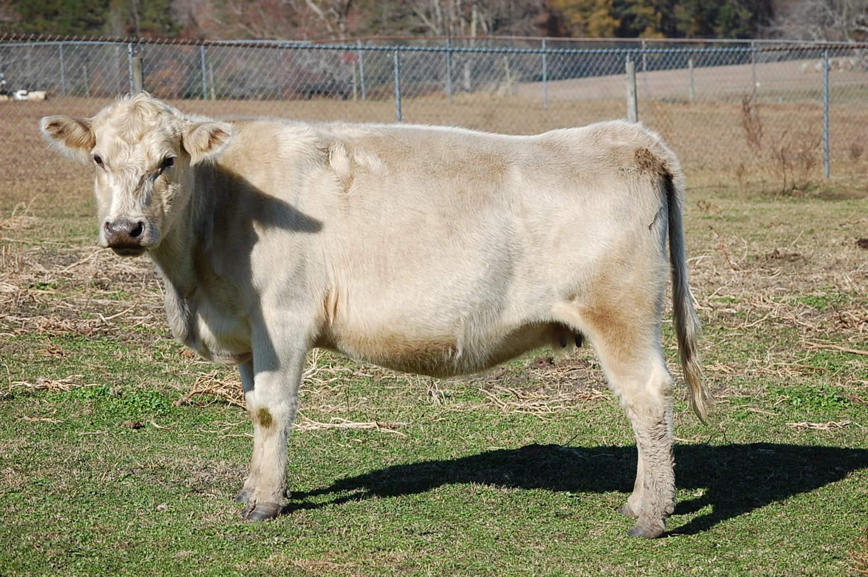 Image for Cattle Auction - Jan. 4 2025