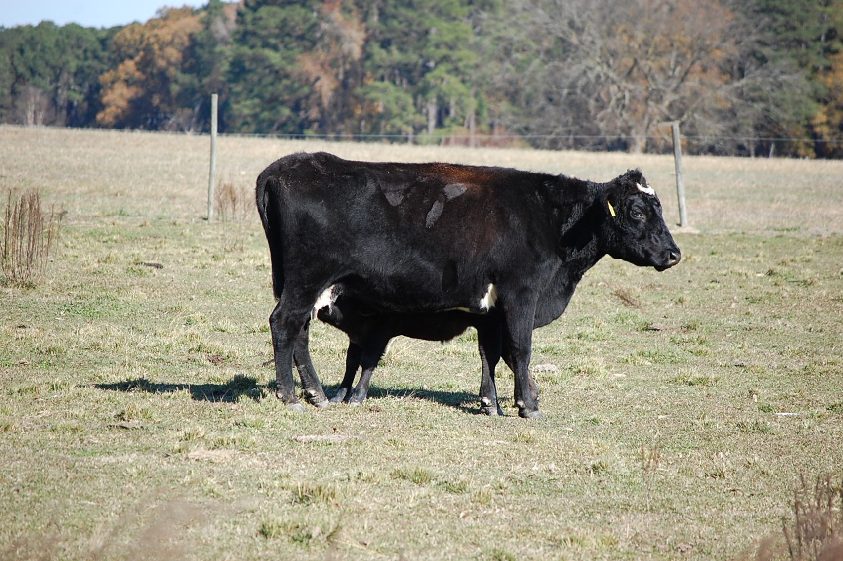 Image for Cattle Auction - Jan. 4 2025