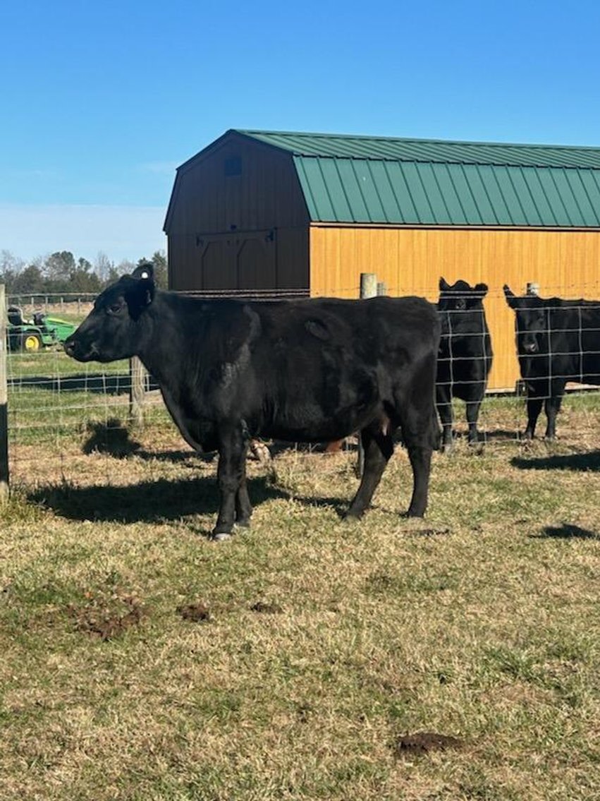 Image for Cattle Auction - Jan. 4 2025