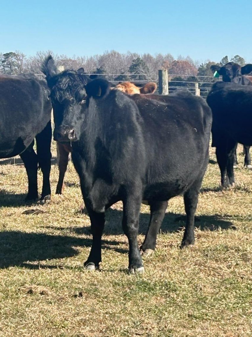 Image for Cattle Auction - Jan. 4 2025