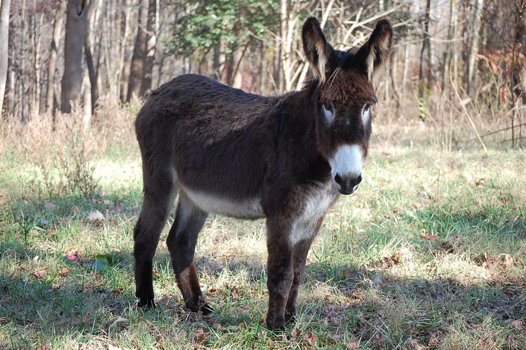 Image for Cattle Auction - Jan. 4 2025
