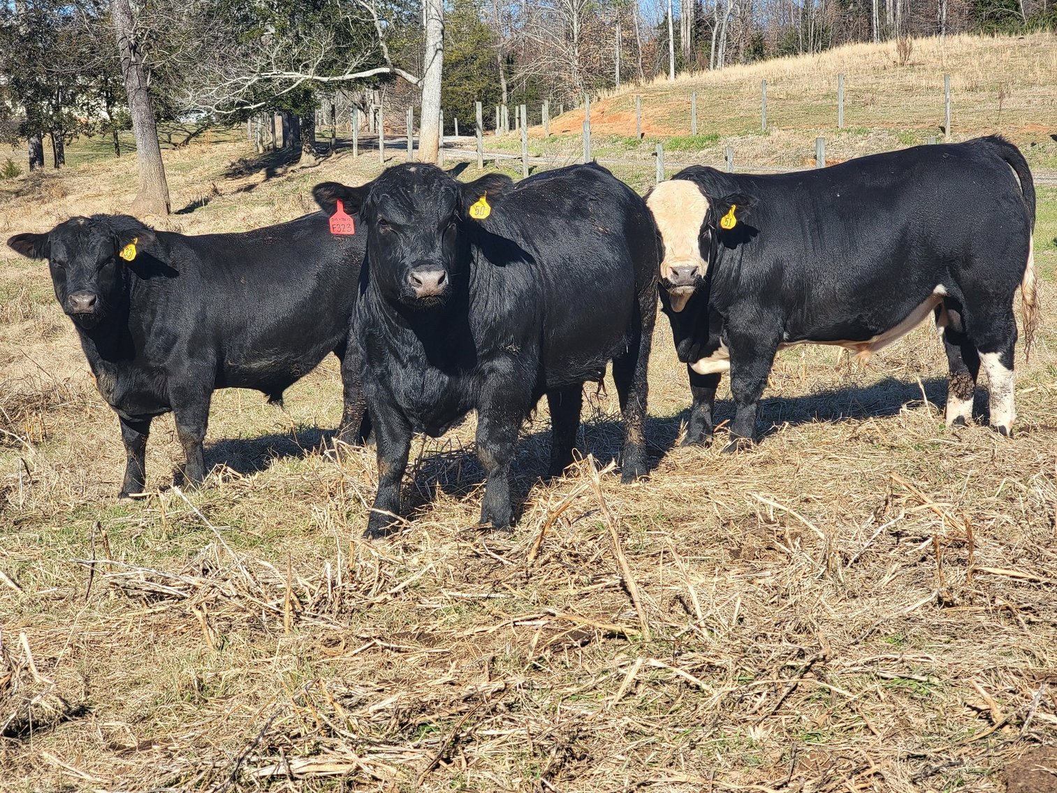 Image for 3rd Annual Blue Ridge Brutes - Bull & Commercial Female Sale