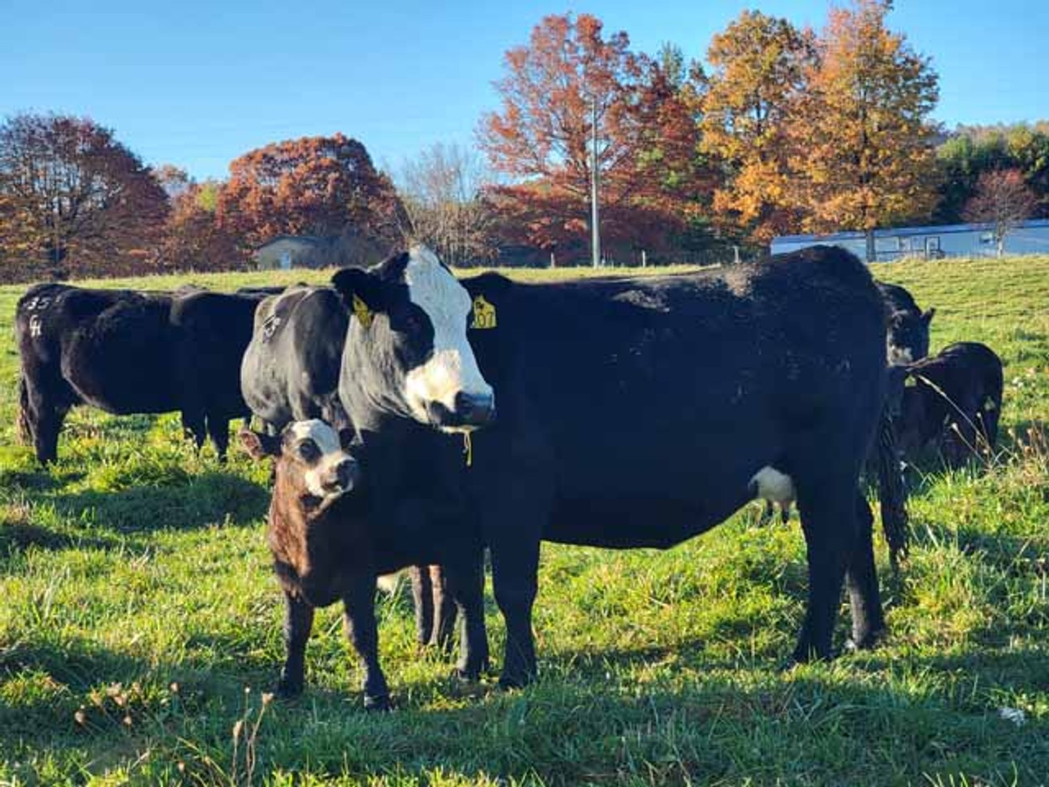 Image for 3rd Annual Blue Ridge Brutes - Bull & Commercial Female Sale