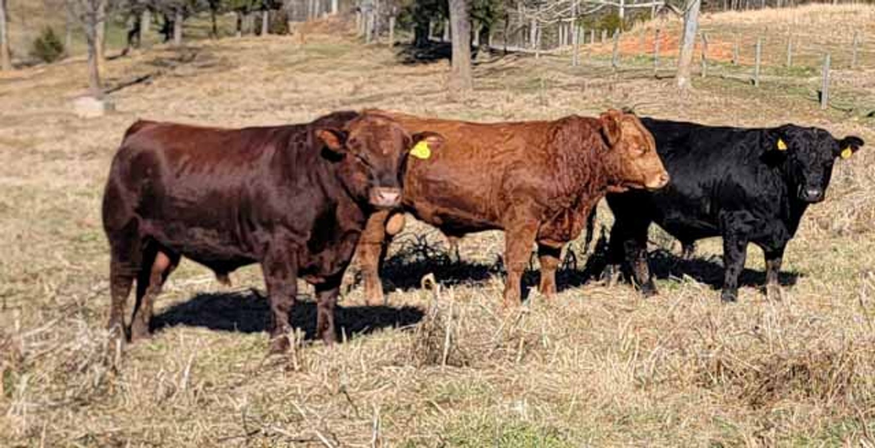 Image for 3rd Annual Blue Ridge Brutes - Bull & Commercial Female Sale